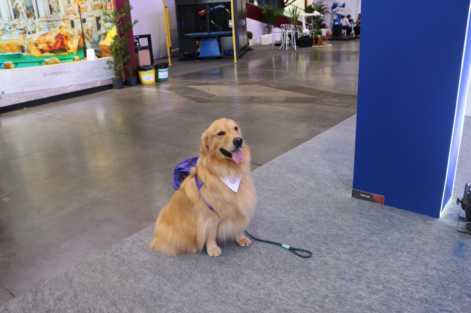 Tobias foi um dos pets que aproveitou a Festa da Uva com a sua tutora. Crédito: Victoria Xavier 